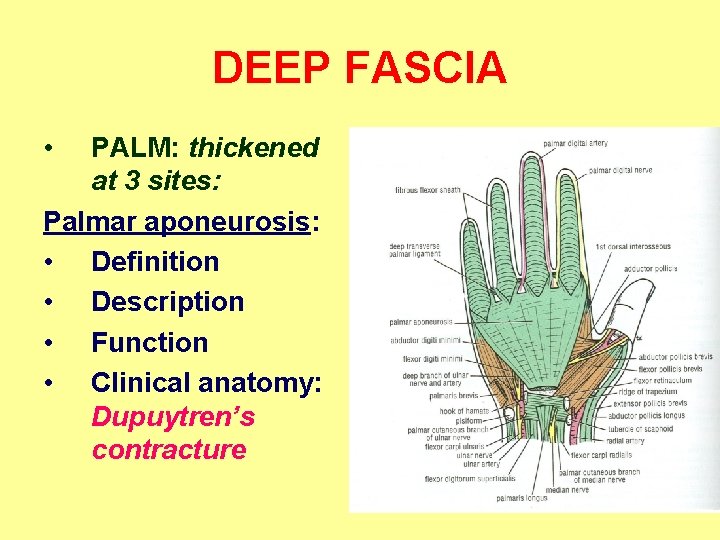 DEEP FASCIA • PALM: thickened at 3 sites: Palmar aponeurosis: • Definition • Description