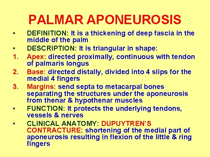 PALMAR APONEUROSIS • • 1. 2. 3. • • DEFINITION: It is a thickening