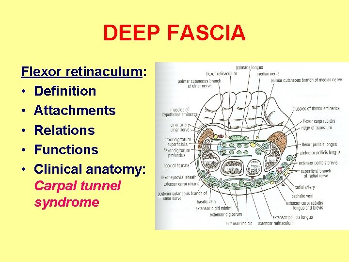 DEEP FASCIA Flexor retinaculum: • Definition • Attachments • Relations • Functions • Clinical