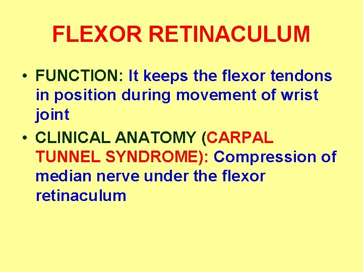 FLEXOR RETINACULUM • FUNCTION: It keeps the flexor tendons in position during movement of