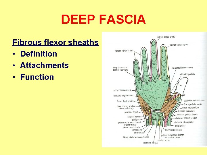 DEEP FASCIA Fibrous flexor sheaths • Definition • Attachments • Function 