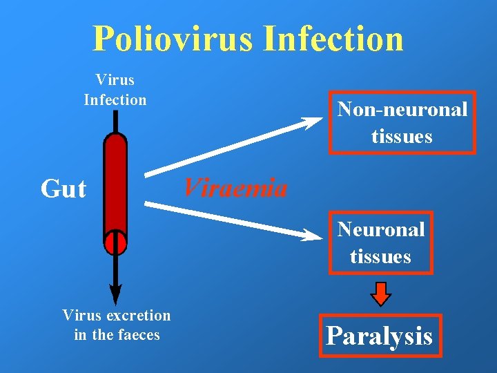 Poliovirus Infection Virus Infection Gut Non-neuronal tissues Viraemia Neuronal tissues Virus excretion in the