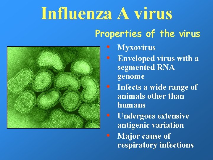 Influenza A virus Properties of the virus • • • Myxovirus Enveloped virus with