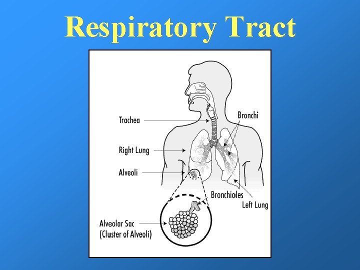 Respiratory Tract 