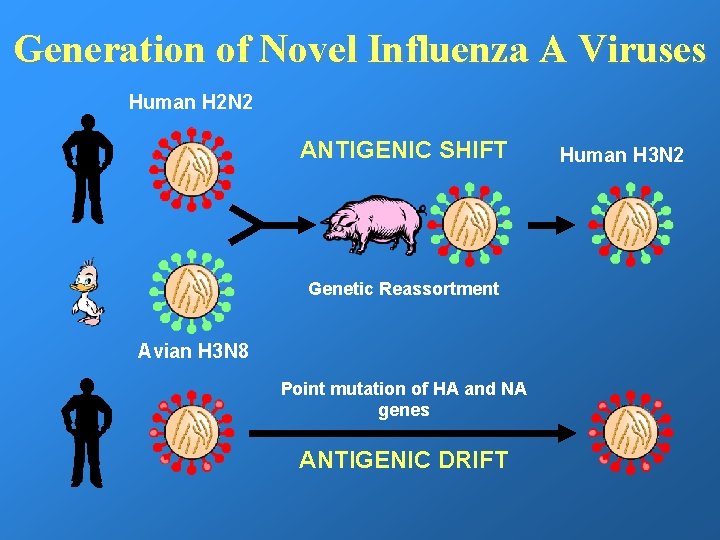 Generation of Novel Influenza A Viruses Human H 2 N 2 ANTIGENIC SHIFT Genetic