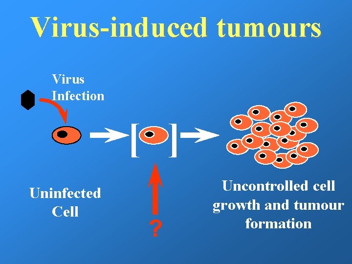 Virus-induced tumours Virus Infection [ ] Uninfected Cell ? Uncontrolled cell growth and tumour