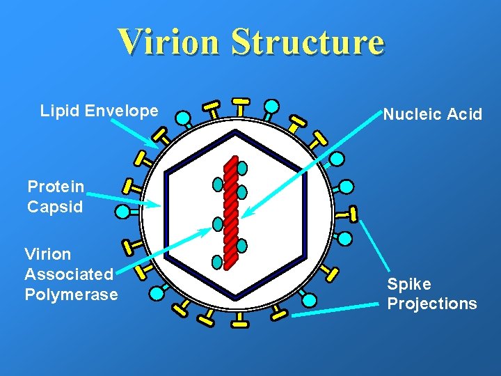 Virion Structure Lipid Envelope Nucleic Acid Protein Capsid Virion Associated Polymerase Spike Projections 