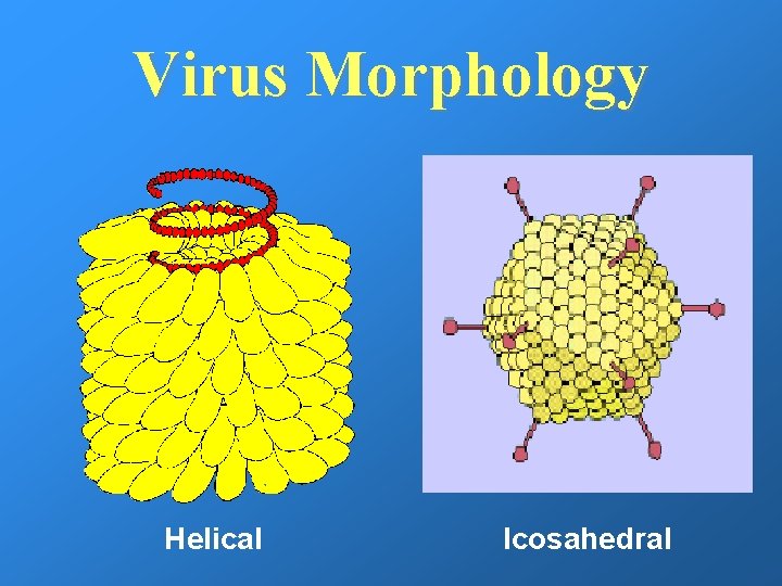 Virus Morphology Helical Icosahedral 