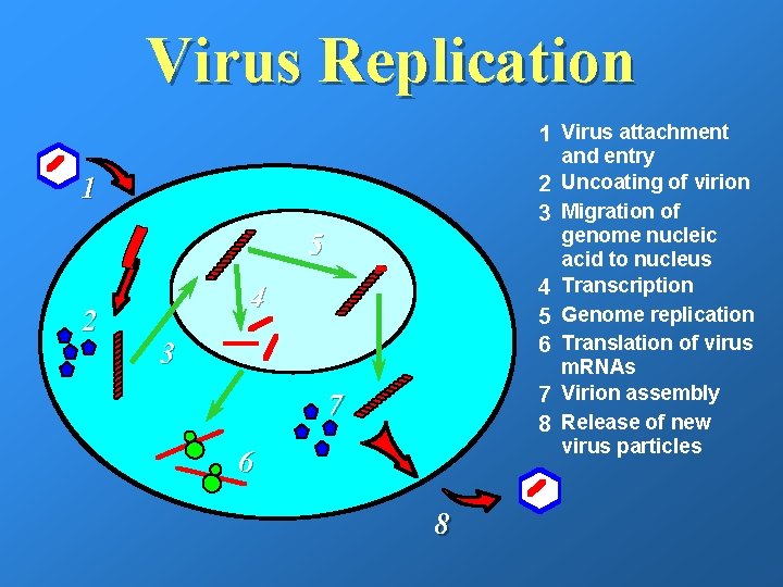 Virus Replication 1 Virus attachment 1 2 3 5 2 4 5 6 4