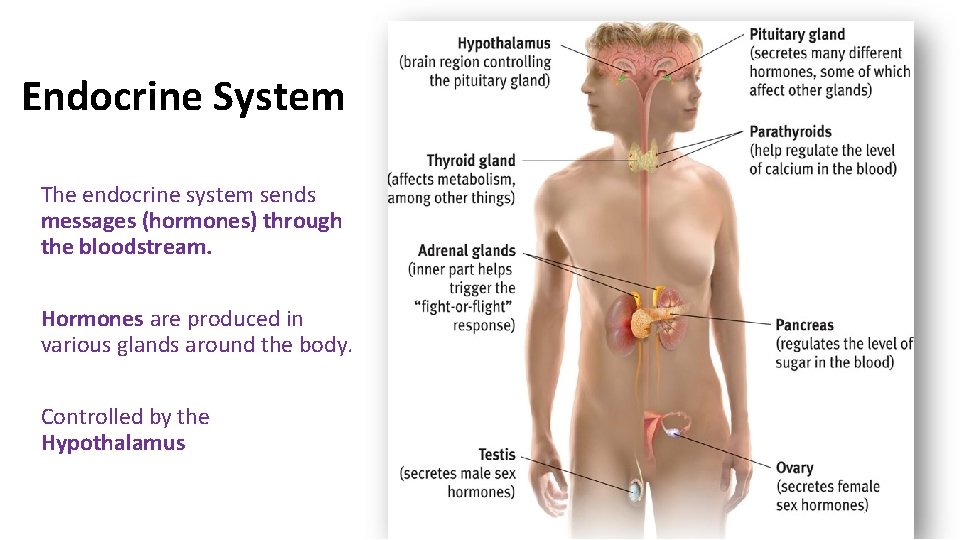 Endocrine System The endocrine system sends messages (hormones) through the bloodstream. Hormones are produced