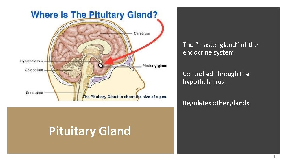 The “master gland” of the endocrine system. Controlled through the hypothalamus. Regulates other glands.