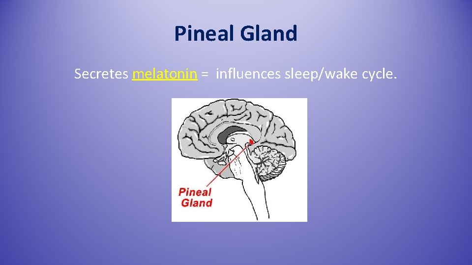 Pineal Gland Secretes melatonin = influences sleep/wake cycle. 