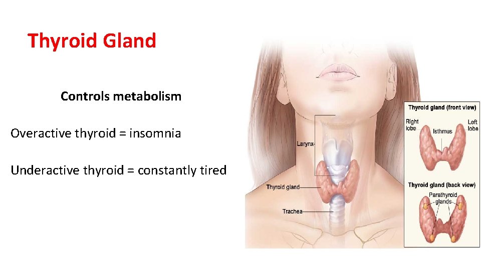 Thyroid Gland Controls metabolism Overactive thyroid = insomnia Underactive thyroid = constantly tired 