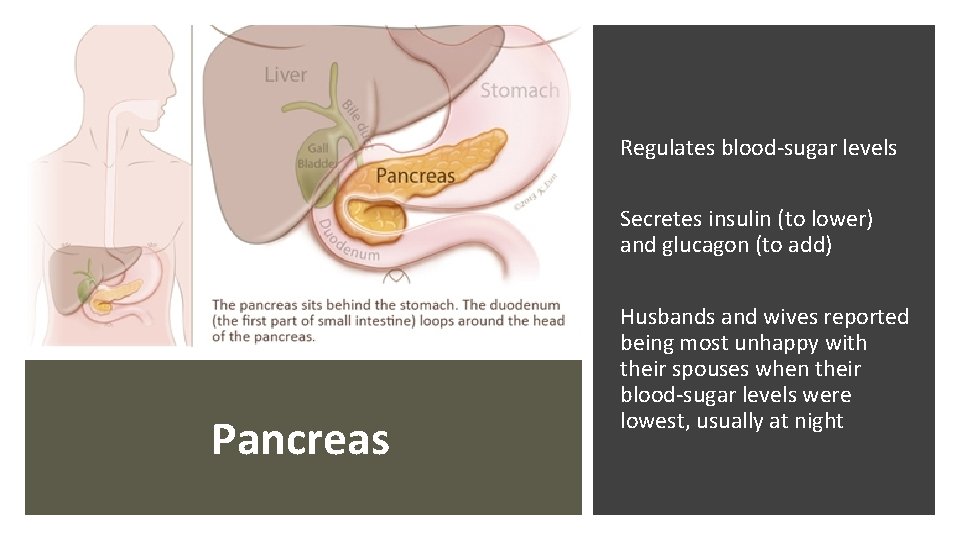 Regulates blood-sugar levels Secretes insulin (to lower) and glucagon (to add) Pancreas Husbands and