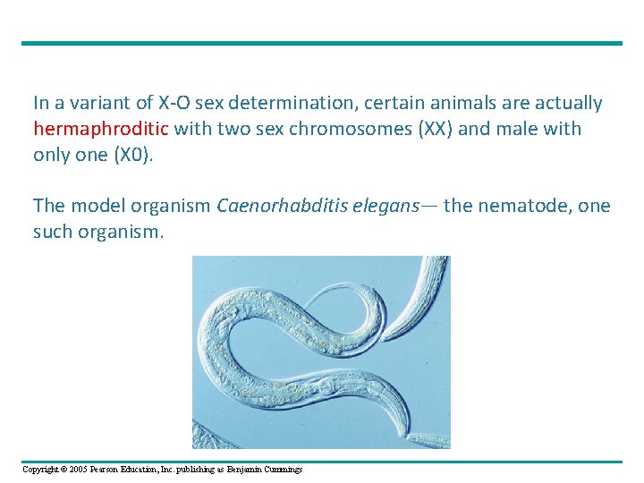 In a variant of X-O sex determination, certain animals are actually hermaphroditic with two