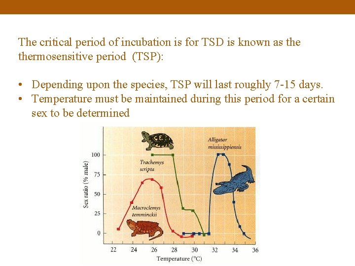 The critical period of incubation is for TSD is known as thermosensitive period (TSP):
