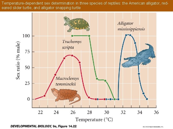Temperature-dependent sex determination in three species of reptiles: the American alligator, redeared slider turtle,