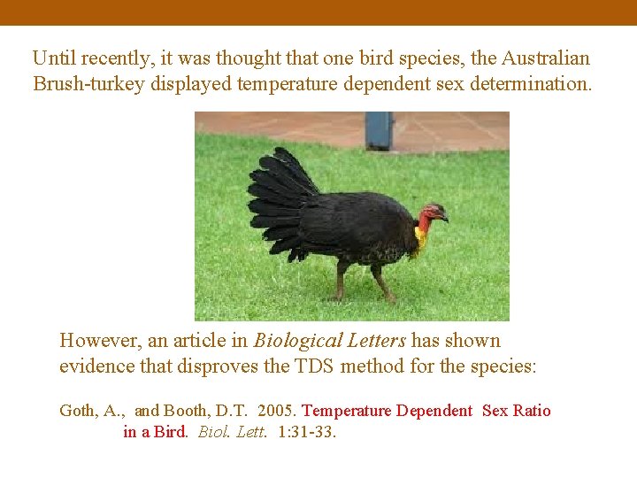 Until recently, it was thought that one bird species, the Australian Brush-turkey displayed temperature