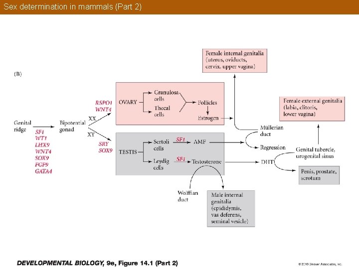 Sex determination in mammals (Part 2) 