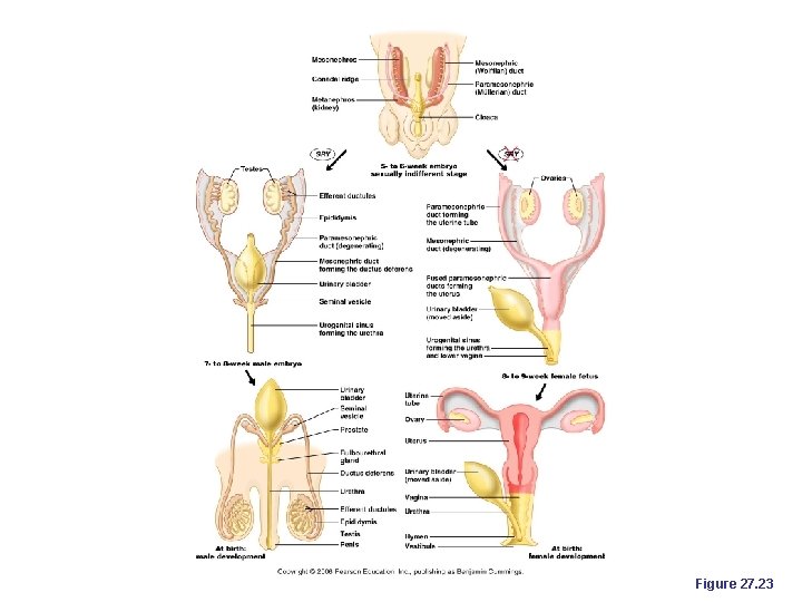 Figure 27. 23 