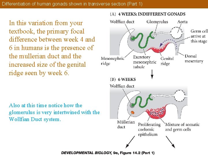 Differentiation of human gonads shown in transverse section (Part 1) In this variation from
