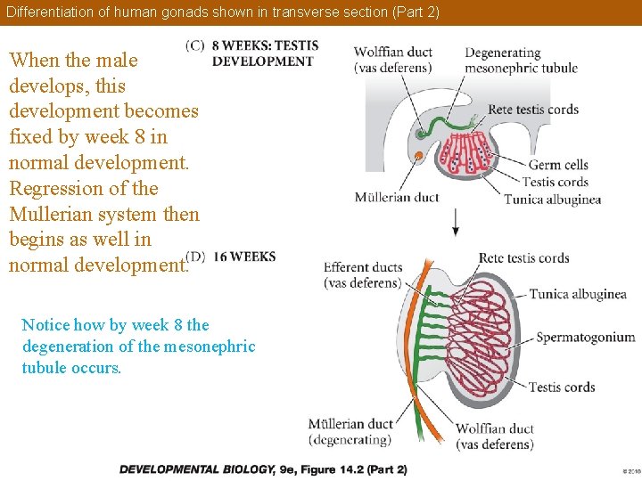 Differentiation of human gonads shown in transverse section (Part 2) When the male develops,