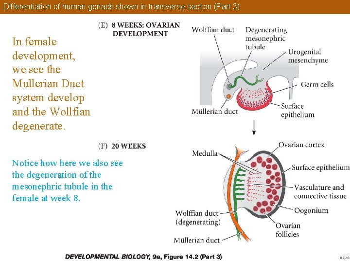 Differentiation of human gonads shown in transverse section (Part 3) In female development, we