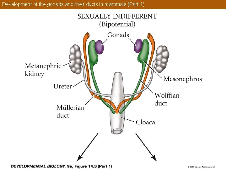 Development of the gonads and their ducts in mammals (Part 1) 