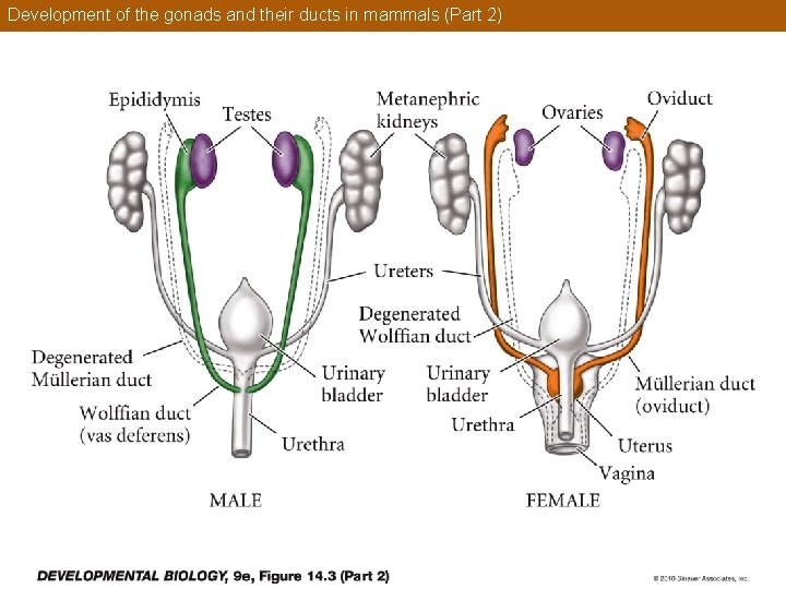 Development of the gonads and their ducts in mammals (Part 2) 
