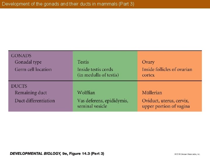Development of the gonads and their ducts in mammals (Part 3) 