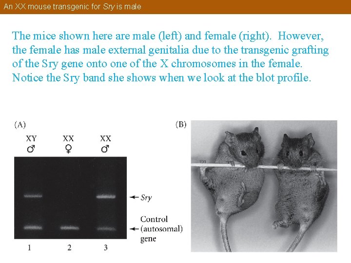 An XX mouse transgenic for Sry is male The mice shown here are male