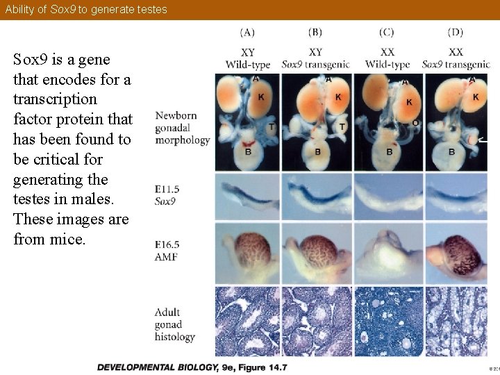 Ability of Sox 9 to generate testes Sox 9 is a gene that encodes