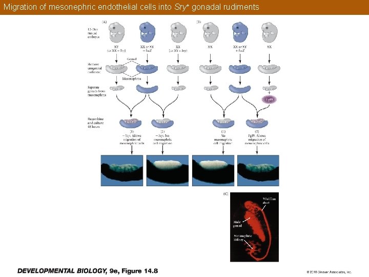 Migration of mesonephric endothelial cells into Sry+ gonadal rudiments 