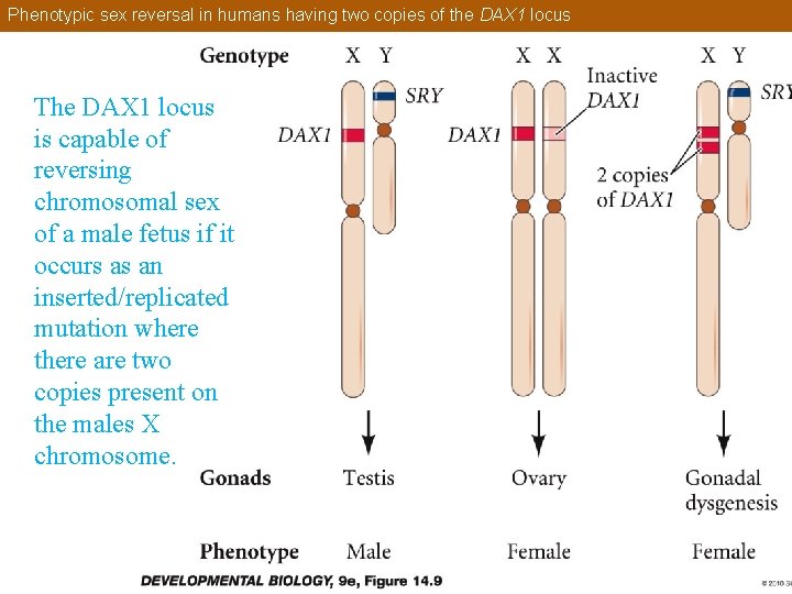Phenotypic sex reversal in humans having two copies of the DAX 1 locus The