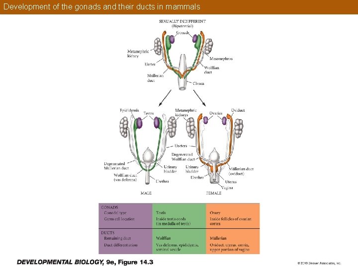 Development of the gonads and their ducts in mammals 