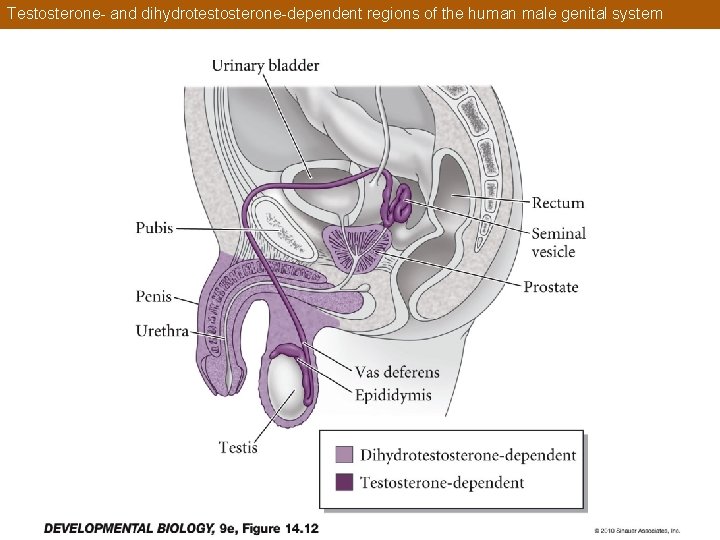 Testosterone- and dihydrotestosterone-dependent regions of the human male genital system 