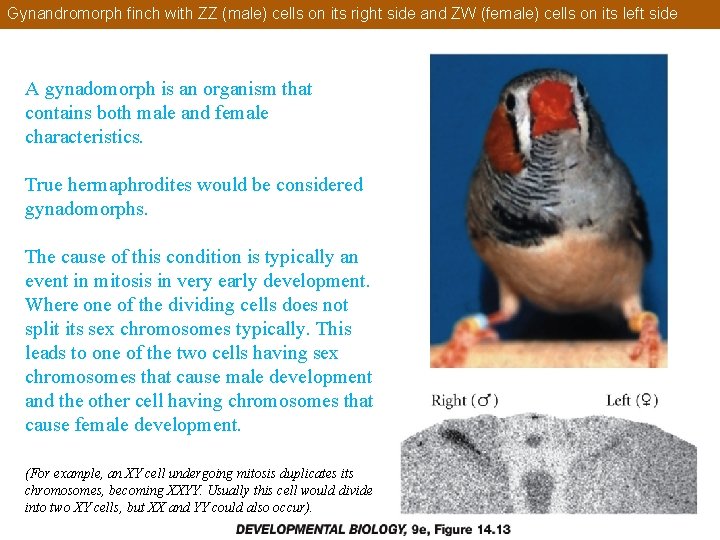 Gynandromorph finch with ZZ (male) cells on its right side and ZW (female) cells