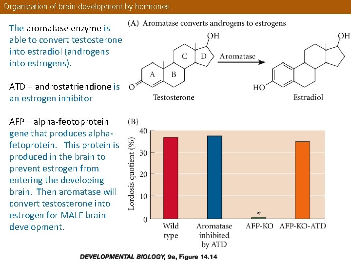 Organization of brain development by hormones The aromatase enzyme is able to convert testosterone