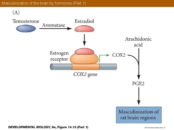 Masculinization of the brain by hormones (Part 1) 