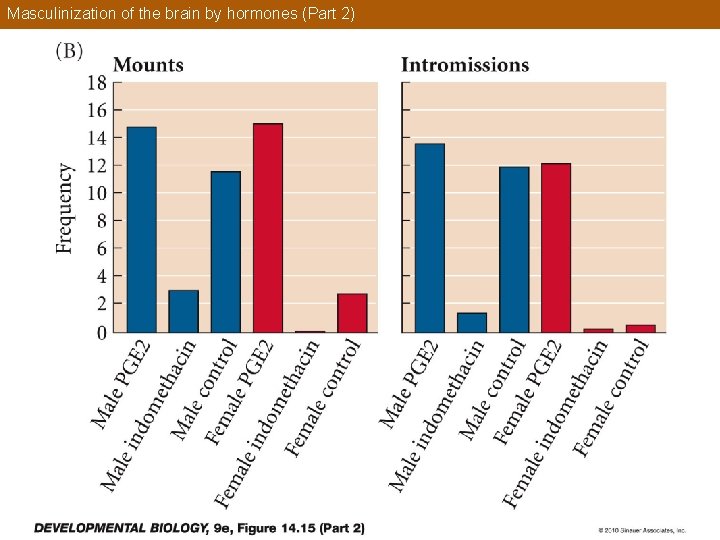Masculinization of the brain by hormones (Part 2) 