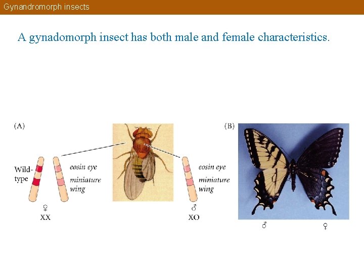 Gynandromorph insects A gynadomorph insect has both male and female characteristics. 