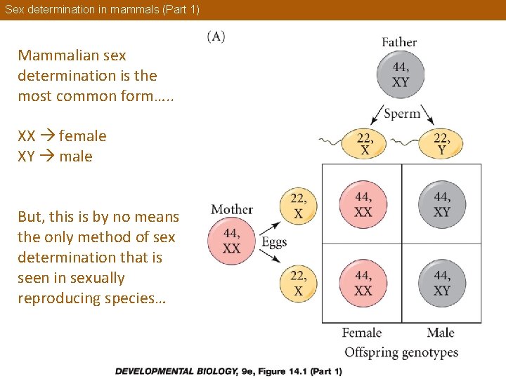 Sex determination in mammals (Part 1) Mammalian sex determination is the most common form….