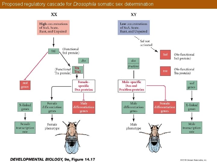 Proposed regulatory cascade for Drosophila somatic sex determination 
