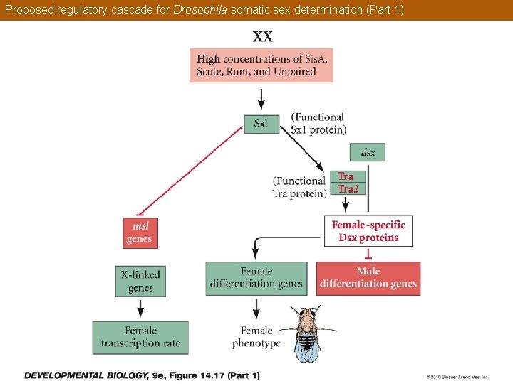Proposed regulatory cascade for Drosophila somatic sex determination (Part 1) 