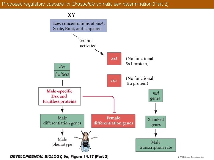 Proposed regulatory cascade for Drosophila somatic sex determination (Part 2) 