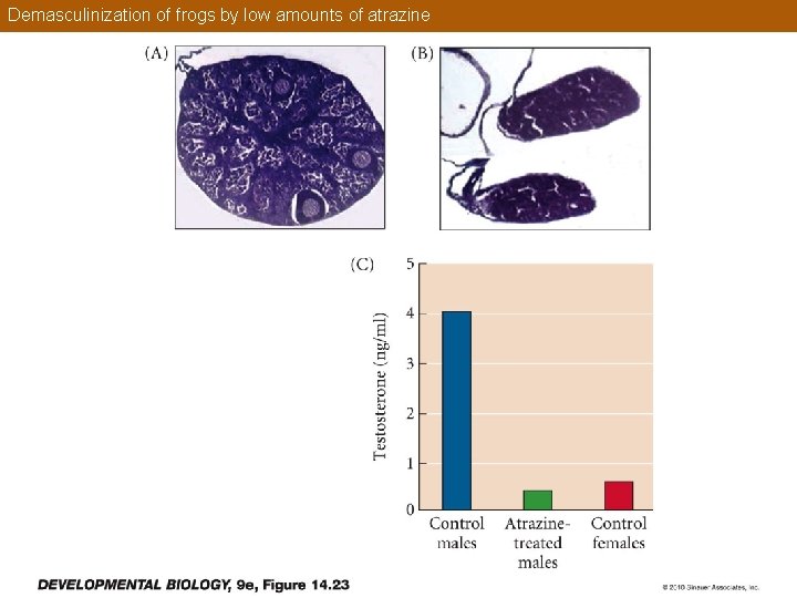 Demasculinization of frogs by low amounts of atrazine 