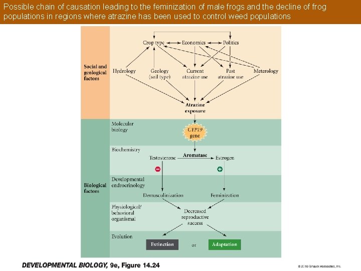 Possible chain of causation leading to the feminization of male frogs and the decline