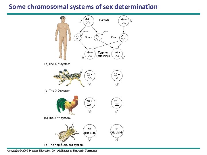Some chromosomal systems of sex determination 44 + XY 22 + X Sperm 44