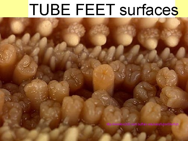 TUBE FEET surfaces http: //wwwbio 200. nsm. buffalo. edu/labs/tutor/Starfish 