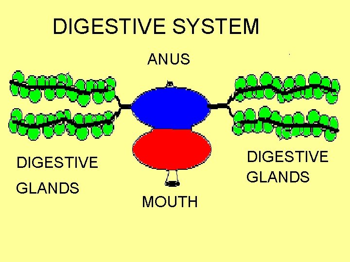 DIGESTIVE SYSTEM ANUS DIGESTIVE GLANDS MOUTH 